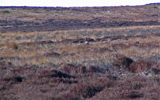 A grouse moor